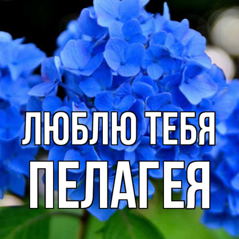 Картинка Люблю тебя, Пелагея