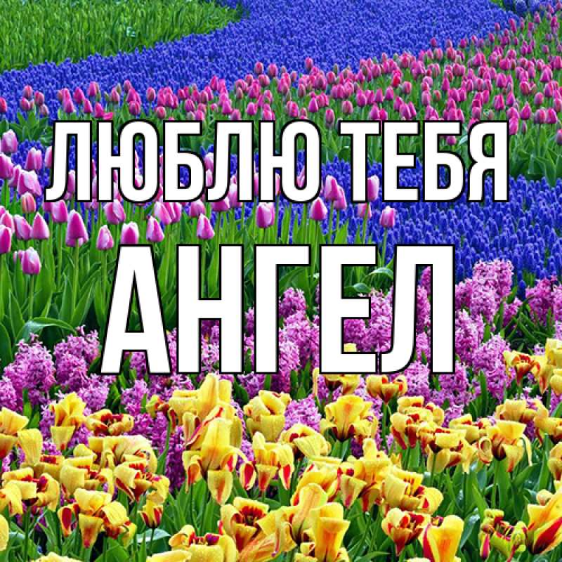 Картинка Люблю тебя, Ангел