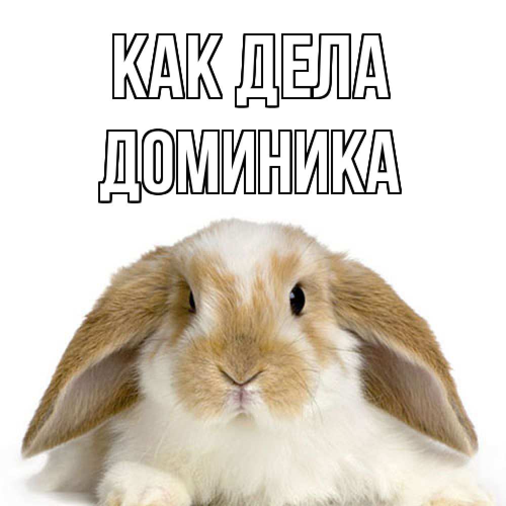 Открытка на каждый день с именем, Доминика Как дела с животными Прикольная открытка с пожеланием онлайн скачать бесплатно 