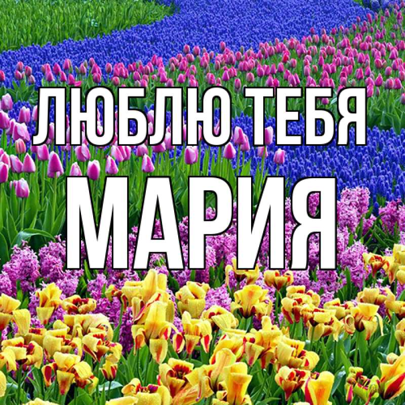 Картинка Люблю тебя, Мария