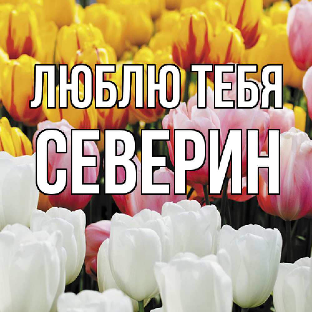 Открытка на каждый день с именем, Северин Люблю тебя разноцветные цветы Прикольная открытка с пожеланием онлайн скачать бесплатно 