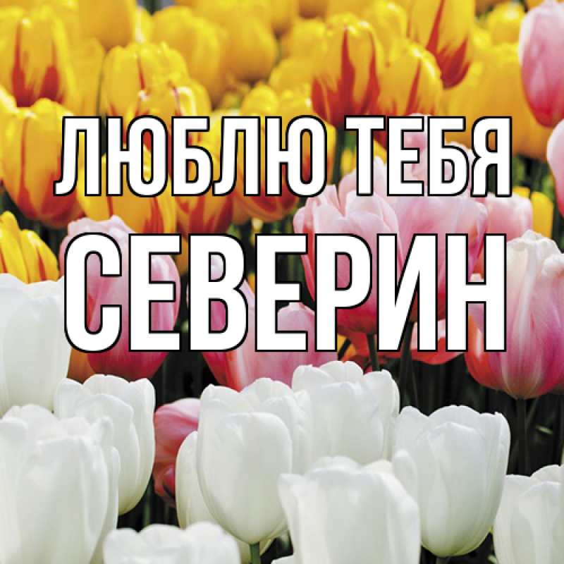 Картинка Люблю тебя, Северин