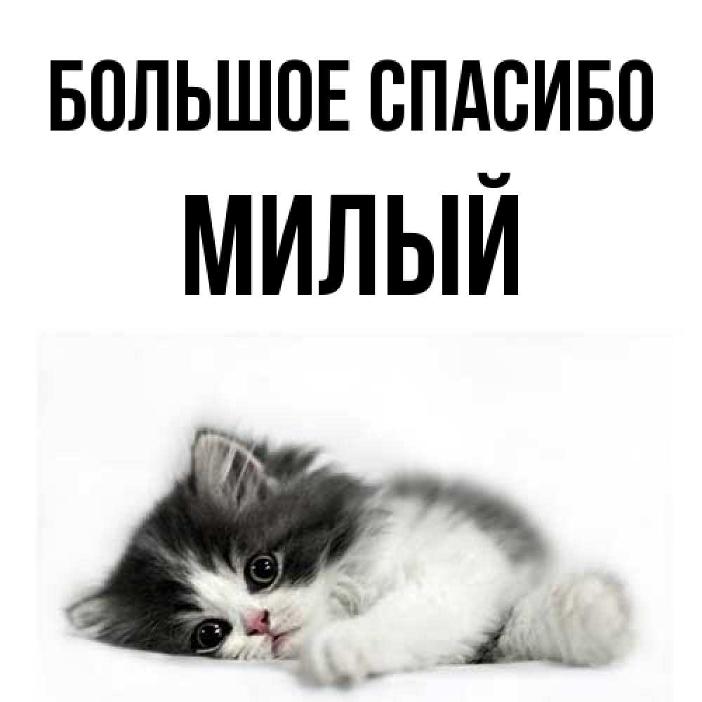 Открытка на каждый день с именем, Милый Большое спасибо черный и белый кот Прикольная открытка с пожеланием онлайн скачать бесплатно 