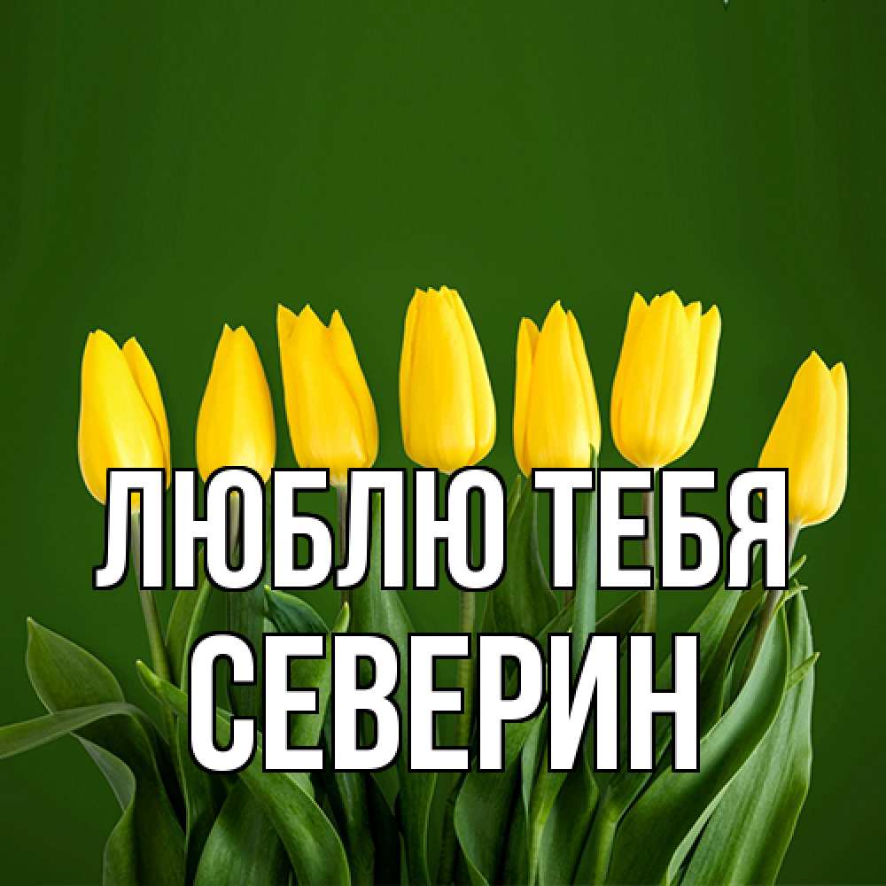 Открытка на каждый день с именем, Северин Люблю тебя желтого цвета 3 Прикольная открытка с пожеланием онлайн скачать бесплатно 