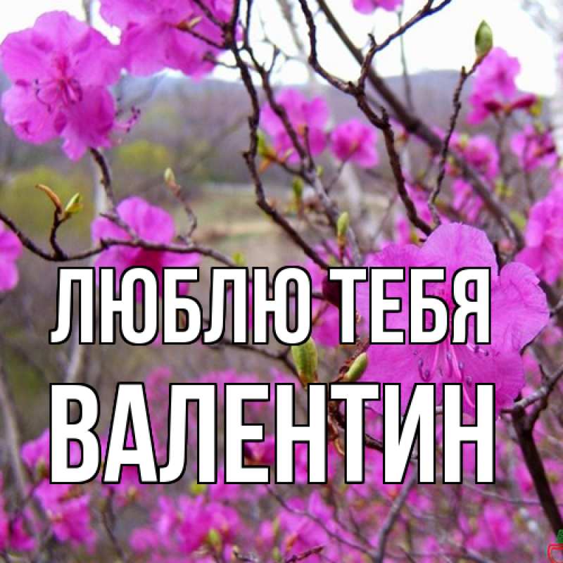 Картинка Люблю тебя, Валентин