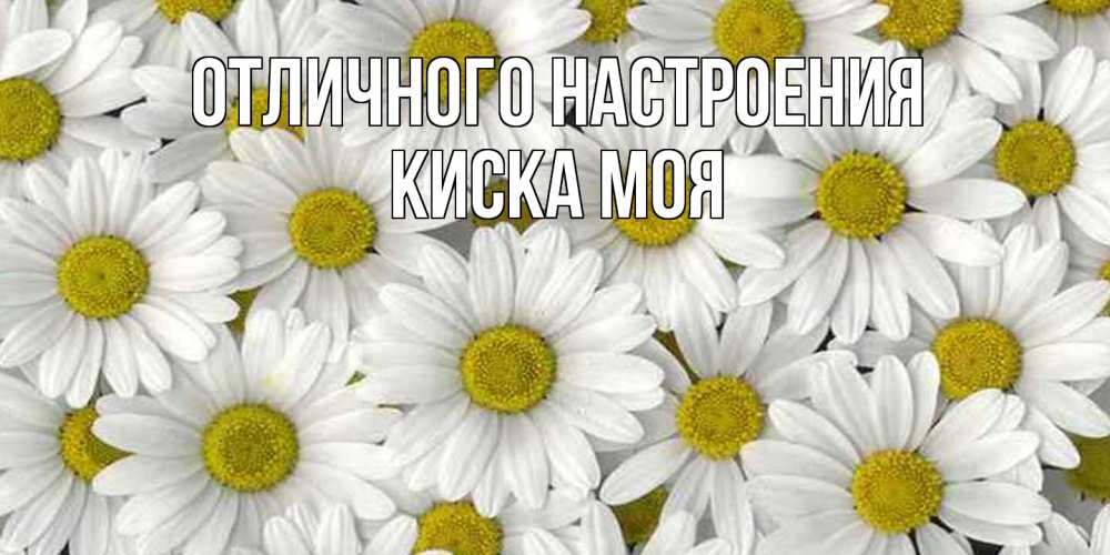 Открытка на каждый день с именем, Киска-моя Отличного настроения поляна ромашек Прикольная открытка с пожеланием онлайн скачать бесплатно 