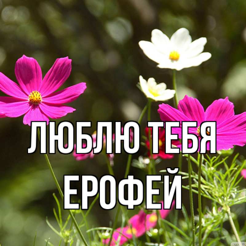 Открытка с именем, Ерофей, Люблю тебя