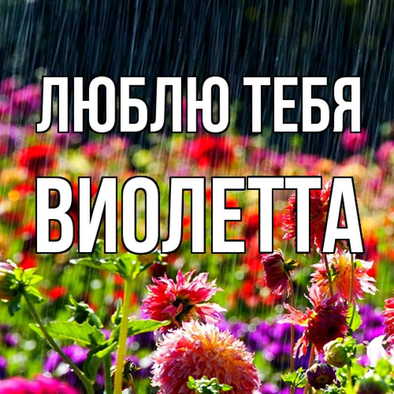 Картинка Люблю тебя, Виолетта