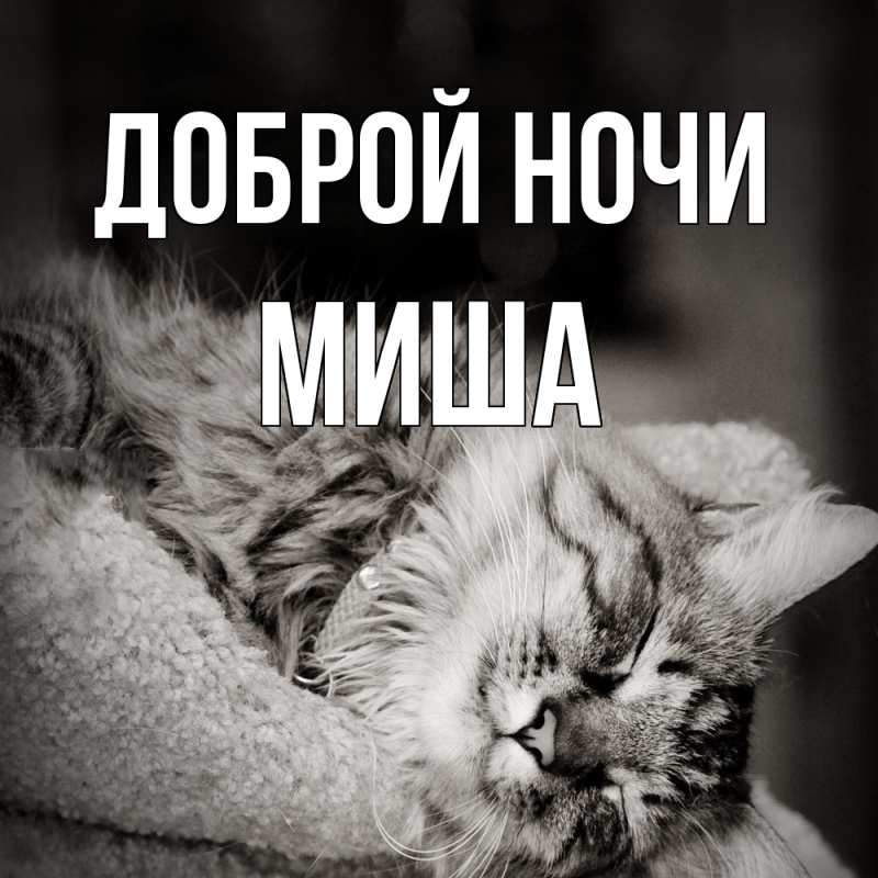 Картинка Доброй ночи, Миша