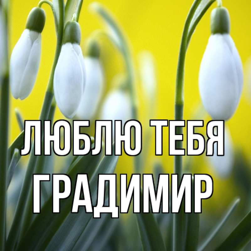 Картинка Люблю тебя, Градимир