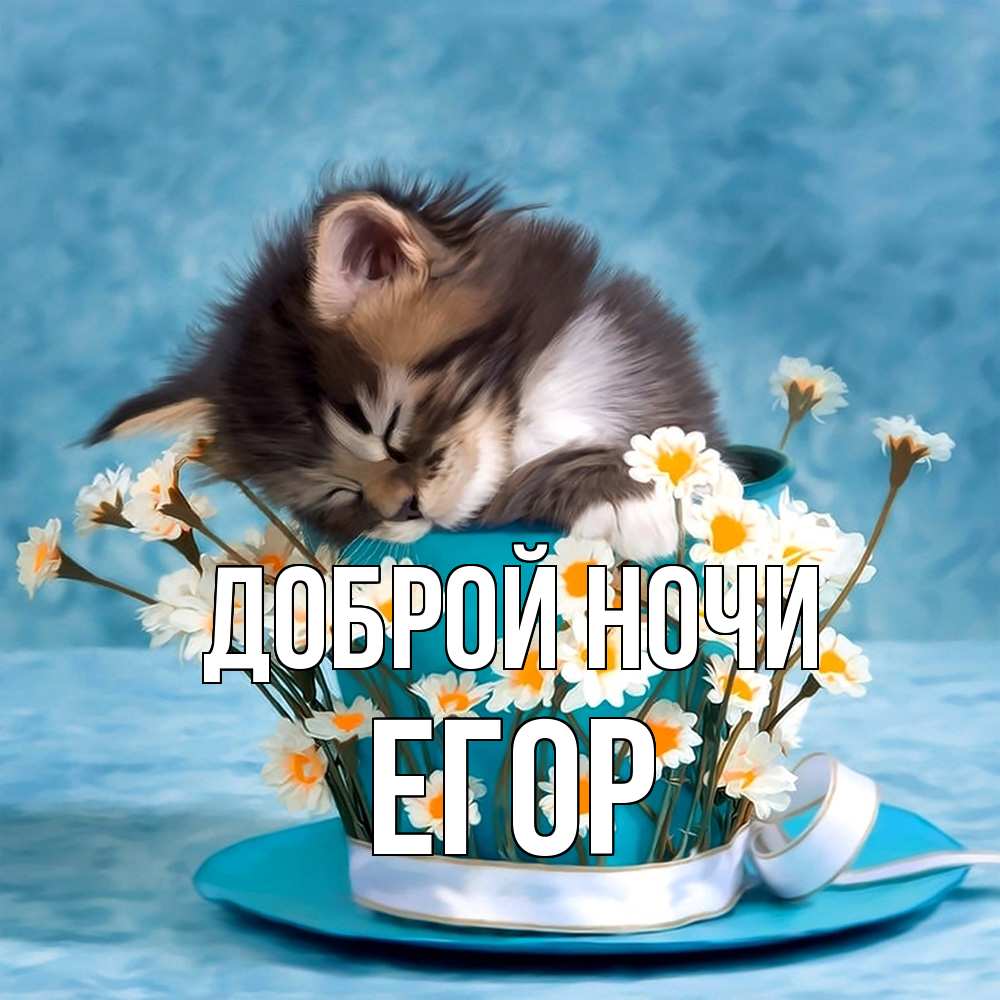 Открытка на каждый день с именем, Егор Доброй ночи котенок спит в кружке с блюдцем Прикольная открытка с пожеланием онлайн скачать бесплатно 