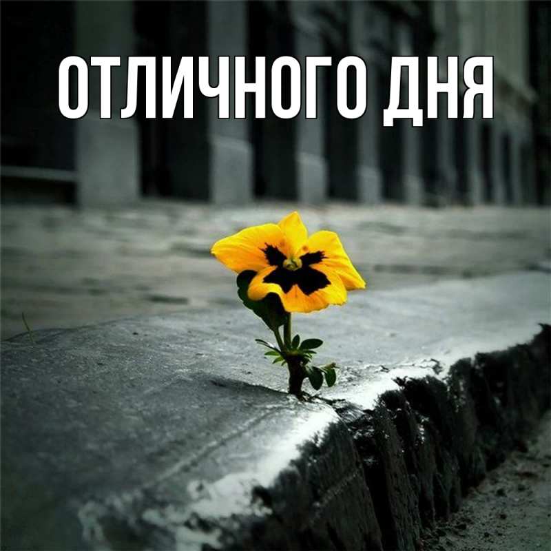 Картинка Скучашки, Адис