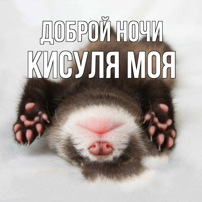 Картинка Доброй ночи, Кисуля моя