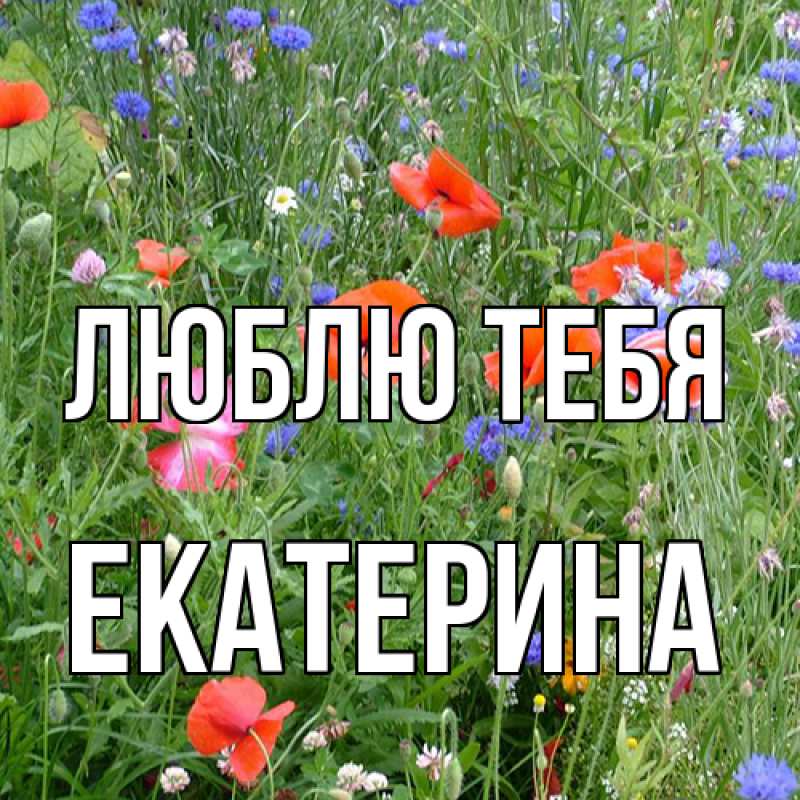 Картинка Люблю тебя, Екатерина