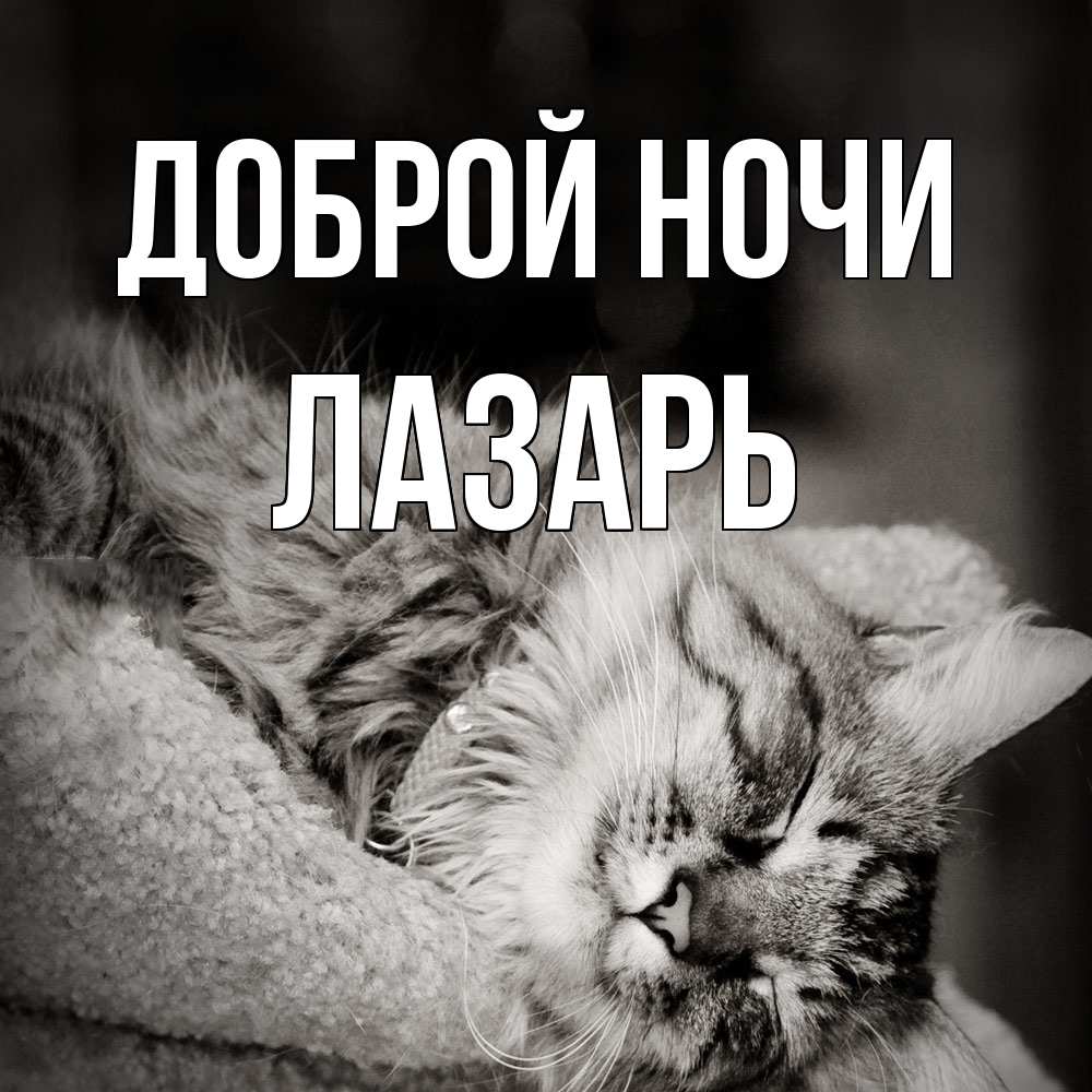 Открытка на каждый день с именем, Лазарь Доброй ночи котярик пушистый Прикольная открытка с пожеланием онлайн скачать бесплатно 