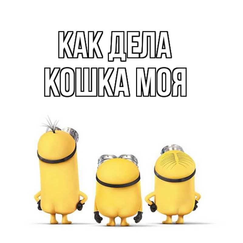 Картинка Как дела, Кошка моя