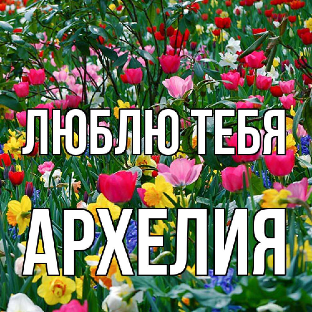 Открытка на каждый день с именем, Архелия Люблю тебя с международным женским днем поздравления для женщины Прикольная открытка с пожеланием онлайн скачать бесплатно 