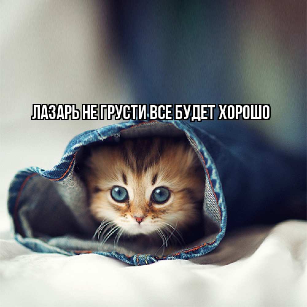 Открытка на каждый день с именем, Лазарь Не грусти все будет хорошо кот в одежде Прикольная открытка с пожеланием онлайн скачать бесплатно 