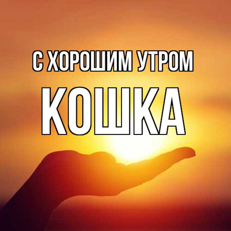 Картинка С хорошим утром, Кошка