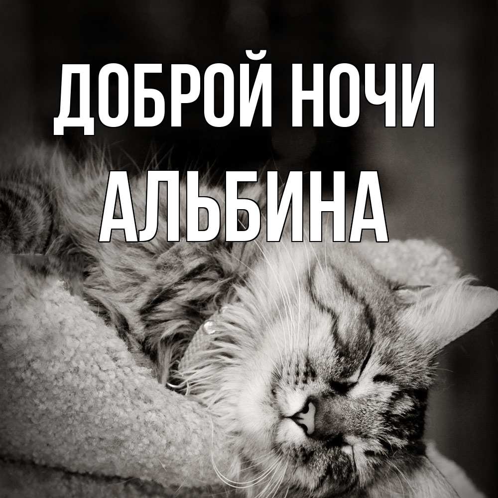 Открытка на каждый день с именем, Альбина Доброй ночи котярик пушистый Прикольная открытка с пожеланием онлайн скачать бесплатно 