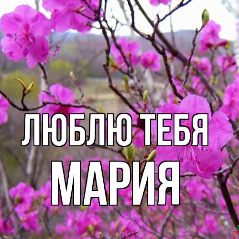 Картинка Люблю тебя, Мария