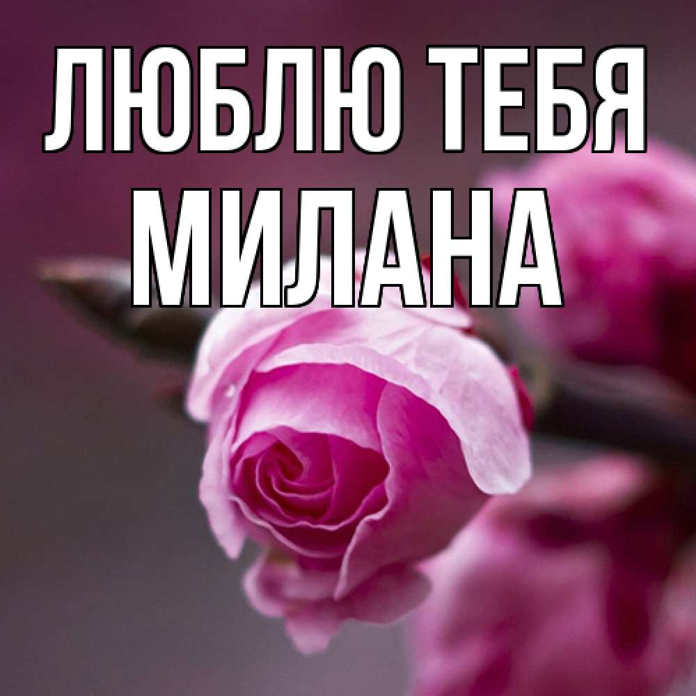 Открытка на каждый день с именем, Милана Люблю тебя весна Прикольная открытка с пожеланием онлайн скачать бесплатно 
