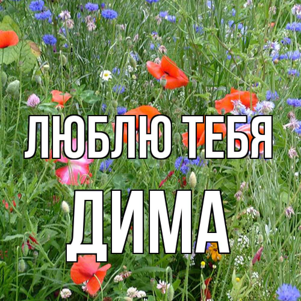 Открытка на каждый день с именем, Дима Люблю тебя международный женский день 4 Прикольная открытка с пожеланием онлайн скачать бесплатно 