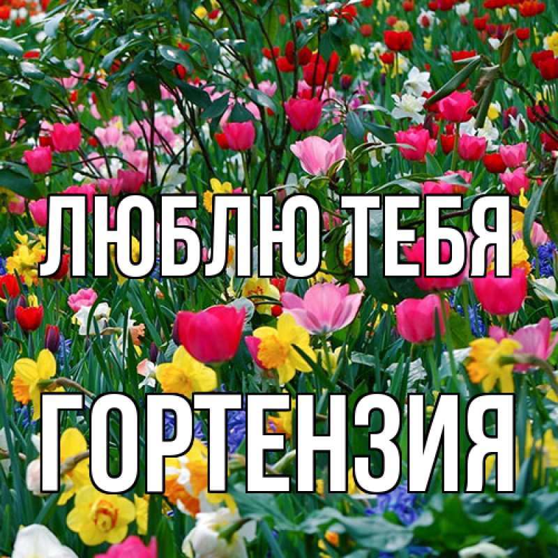 Открытка с именем, Гортензия, Люблю тебя