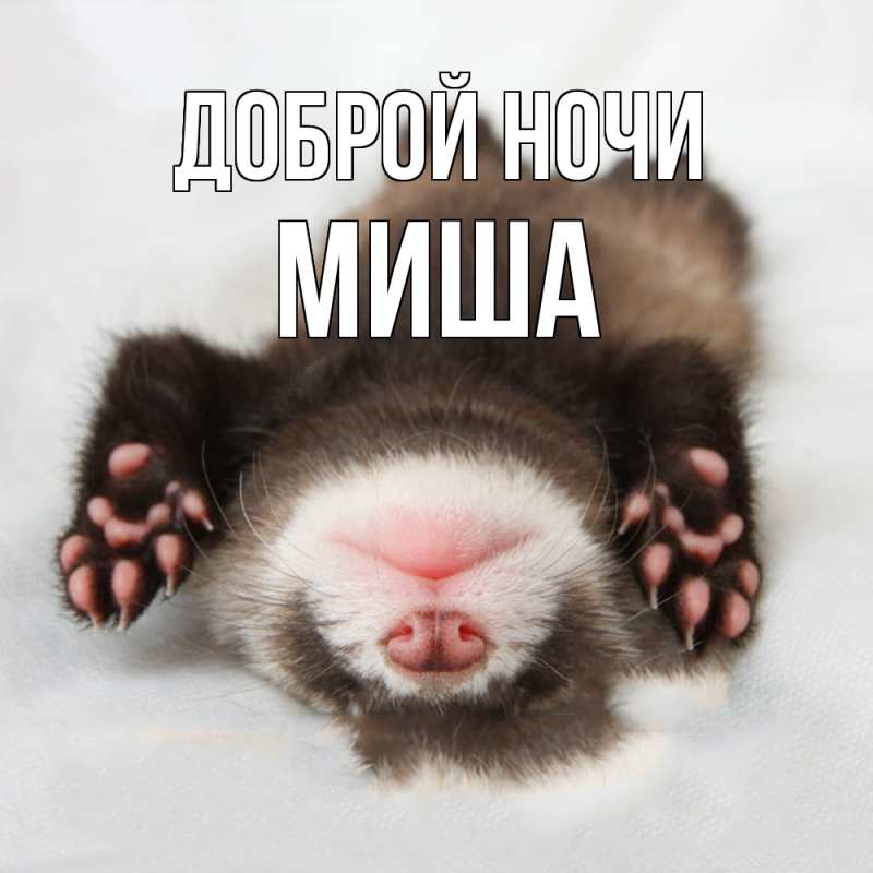 Картинка Доброй ночи, Миша