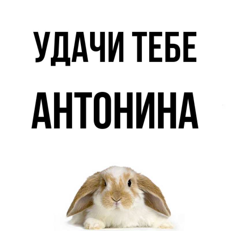 Картинка Удачи тебе, Антонина