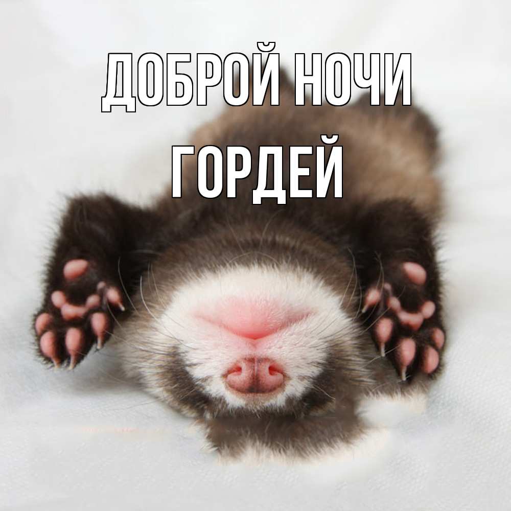 Открытка на каждый день с именем, Гордей Доброй ночи зверек Прикольная открытка с пожеланием онлайн скачать бесплатно 