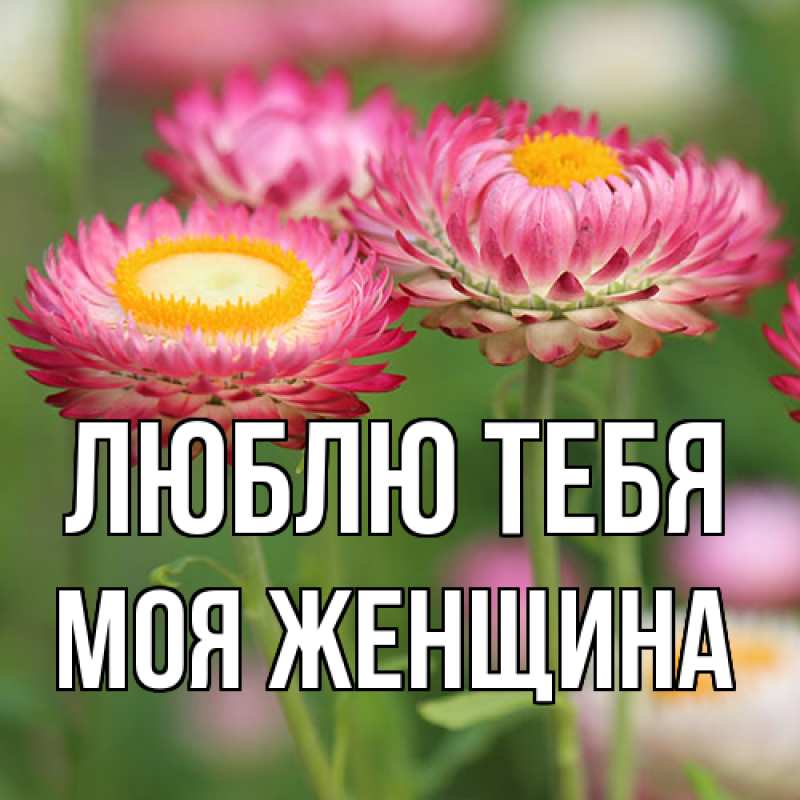 Картинка Люблю тебя, Моя женщина