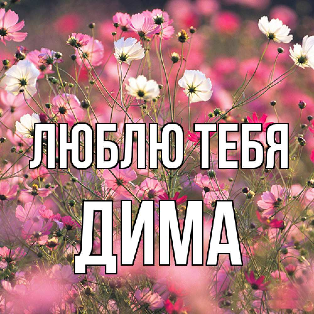Открытка на каждый день с именем, Дима Люблю тебя красиво 1 Прикольная открытка с пожеланием онлайн скачать бесплатно 