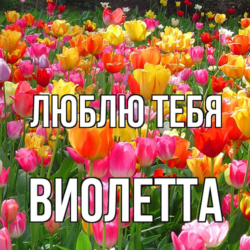 Картинка Люблю тебя, Виолетта