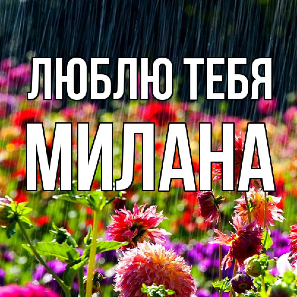 Открытка на каждый день с именем, Милана Люблю тебя цветы под дождиком к международному женскому дню Прикольная открытка с пожеланием онлайн скачать бесплатно 