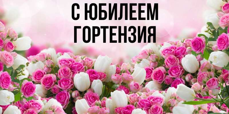 Картинка C юбилеем, Гортензия