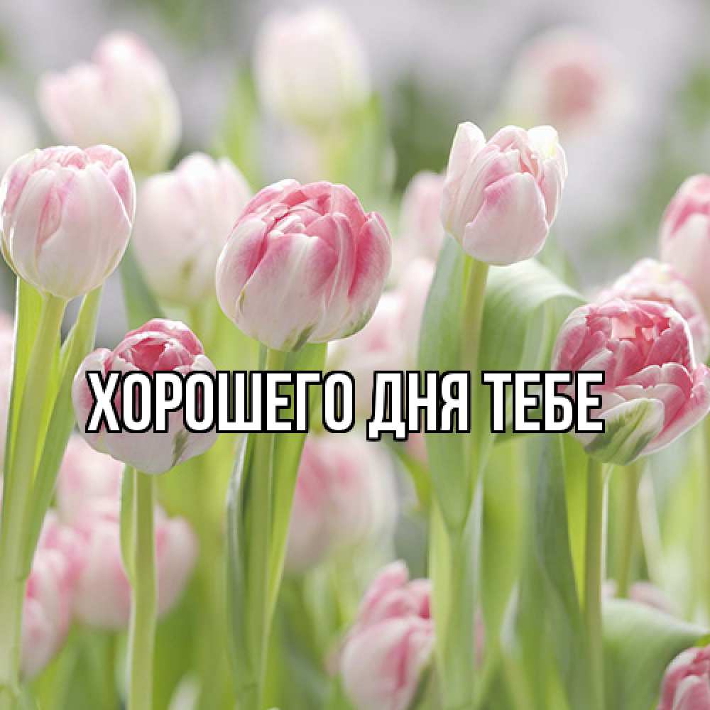 Открытка на каждый день с именем, Родной Люблю тебя цветы Прикольная открытка с пожеланием онлайн скачать бесплатно 