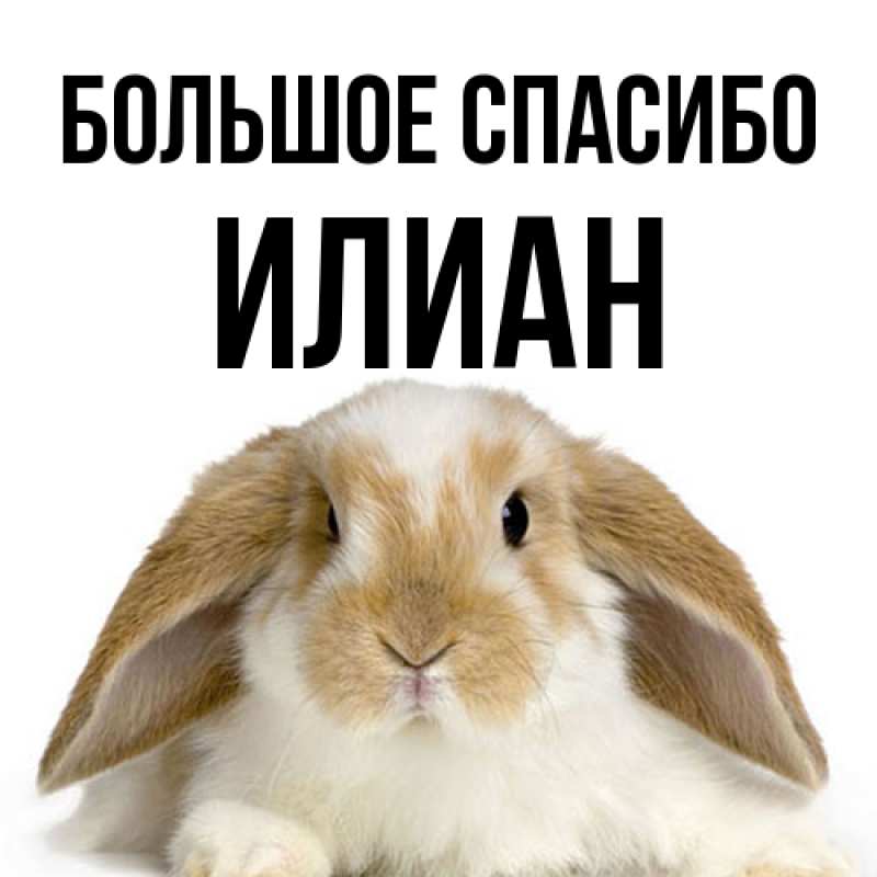 Картинка Большое спасибо, Илиан