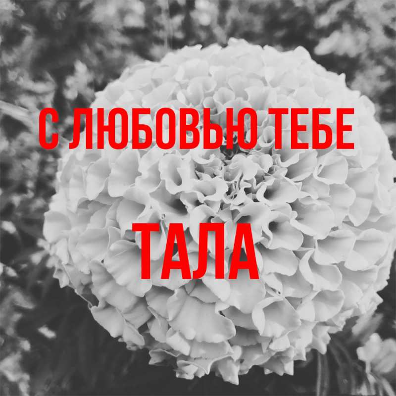 Картинка С любовью тебе, Тала