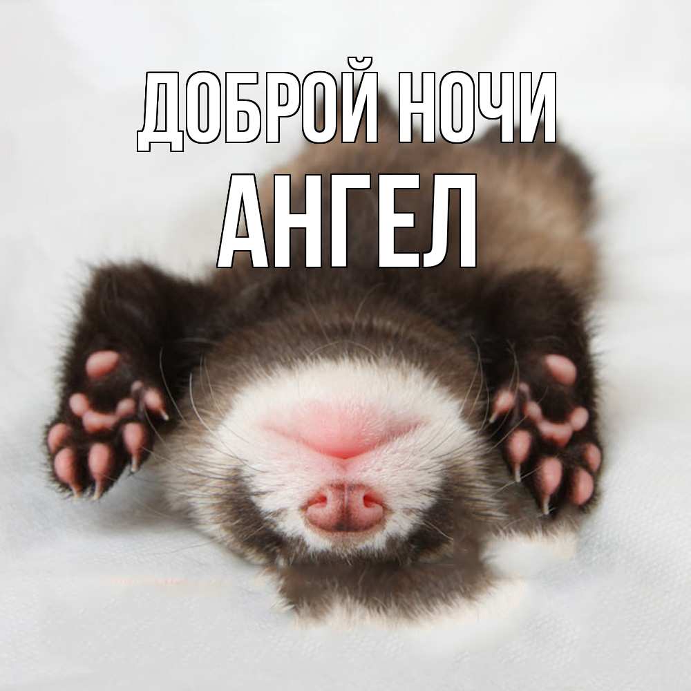 Открытка на каждый день с именем, Ангел Доброй ночи зверек Прикольная открытка с пожеланием онлайн скачать бесплатно 