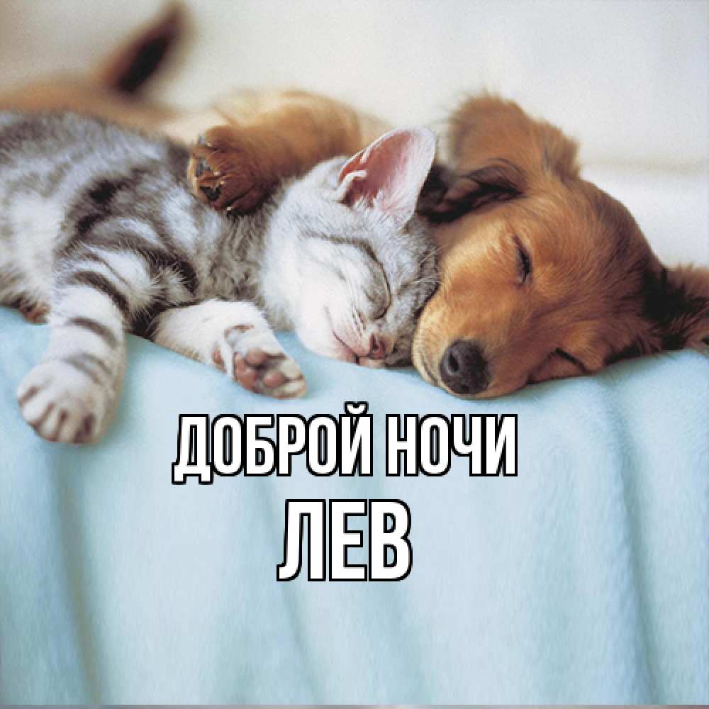 Открытка на каждый день с именем, Лев Доброй ночи с животными Прикольная открытка с пожеланием онлайн скачать бесплатно 