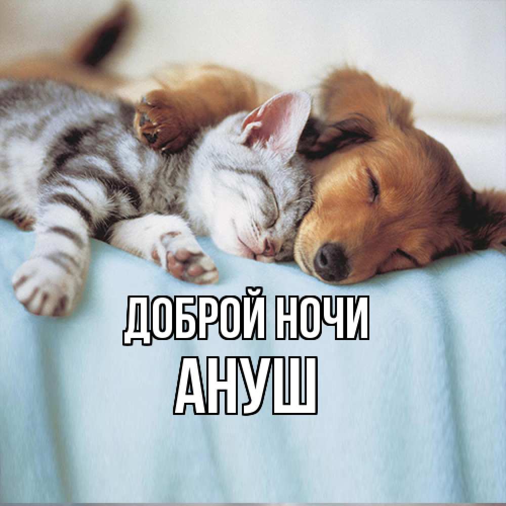 Открытка на каждый день с именем, Ануш Доброй ночи с животными Прикольная открытка с пожеланием онлайн скачать бесплатно 