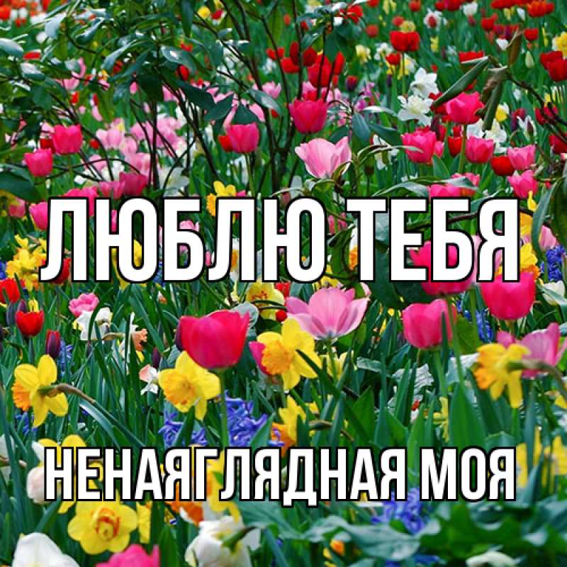 Картинка Люблю тебя, Ненаяглядная моя