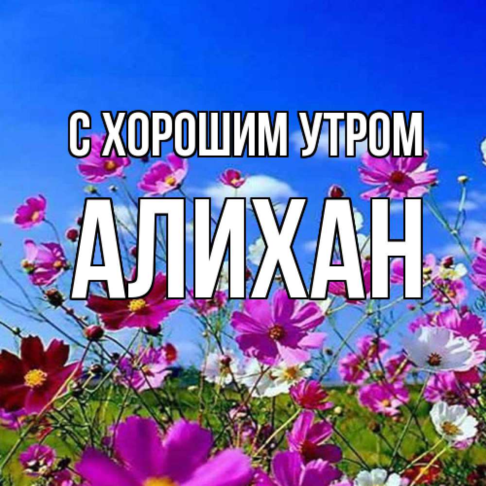 Открытка на каждый день с именем, Алихан С хорошим утром сиреневые цветы Прикольная открытка с пожеланием онлайн скачать бесплатно 