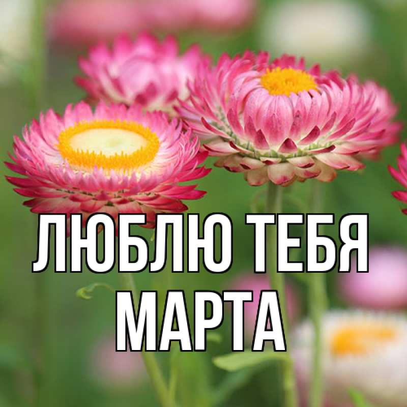 Картинка Люблю тебя, Марта