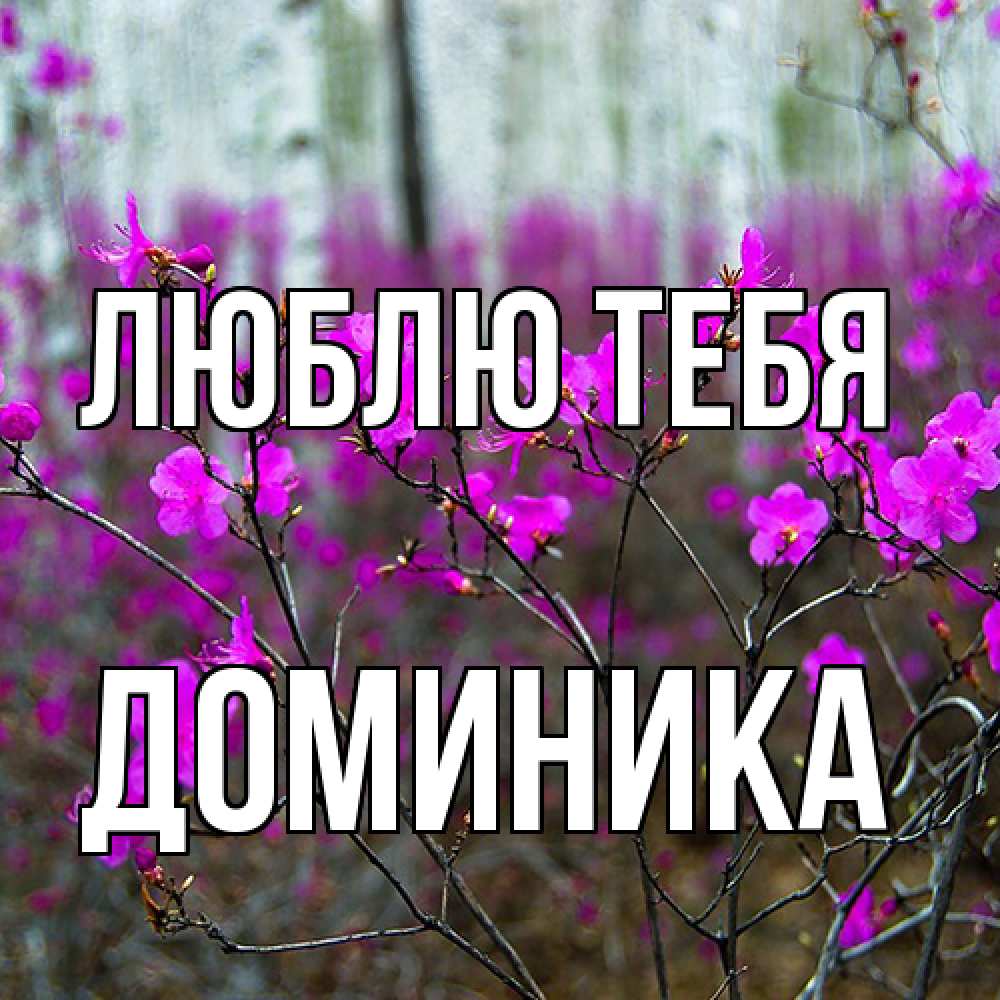 Открытка на каждый день с именем, Доминика Люблю тебя дикие цветы Прикольная открытка с пожеланием онлайн скачать бесплатно 
