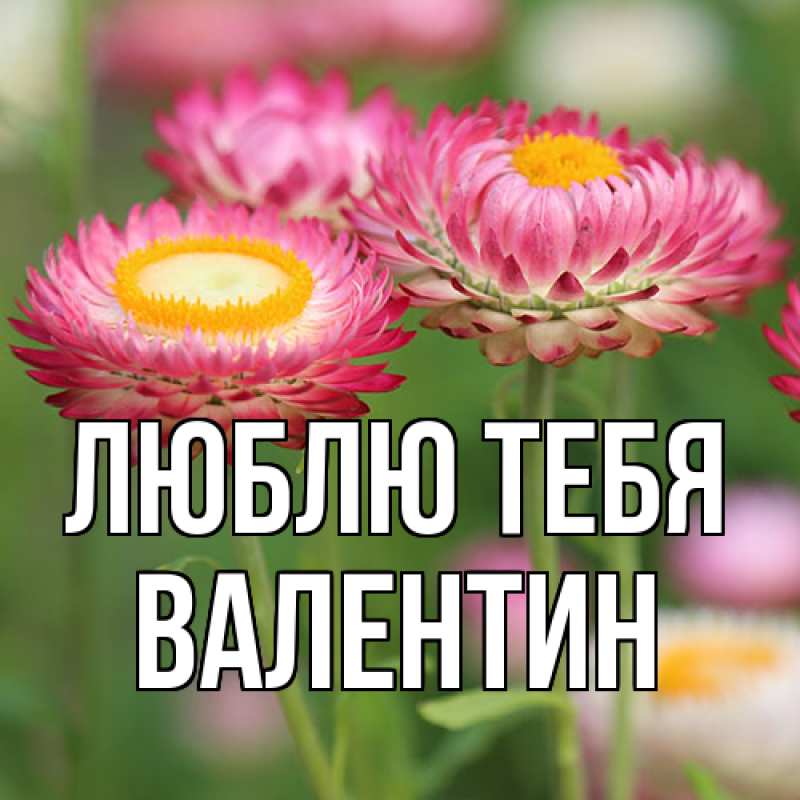 Картинка Люблю тебя, Валентин