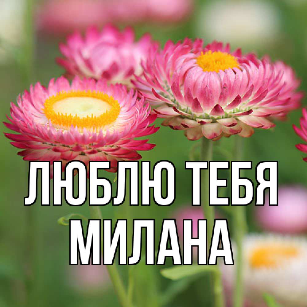 Открытка на каждый день с именем, Милана Люблю тебя подарок на международный женский день Прикольная открытка с пожеланием онлайн скачать бесплатно 