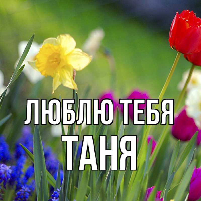 Картинка Люблю тебя, Таня