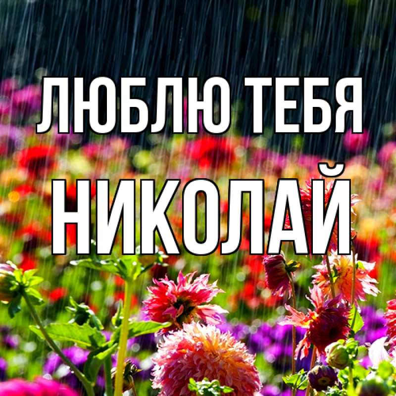 Картинка Люблю тебя, Николай